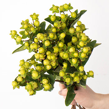 Lime green hypericum berry wholesale wedding flowers