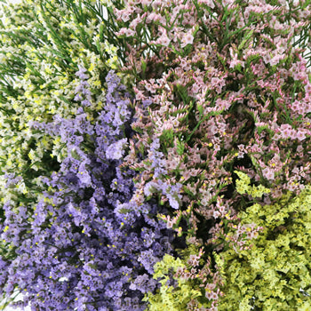 Limonium Farm Mix Flower