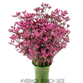 Rose Pink Enhanced Limonium