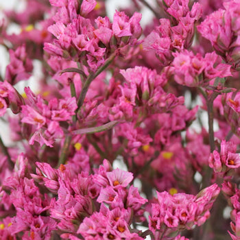 Rose Pink Enhanced Limonium
