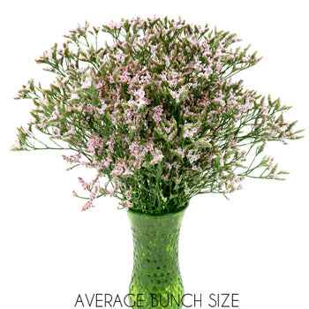 Limonium Pink Flower
