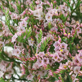 Limonium Pink Flower