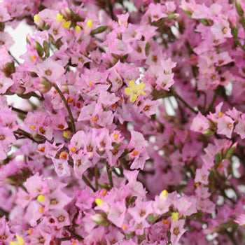 Pink Lavender Limonium Flowers