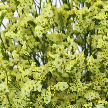 Yellow Limonium Flower