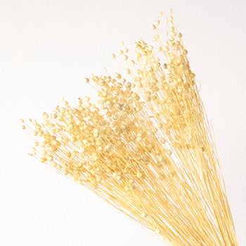 Dried linum flax wholesale flowers