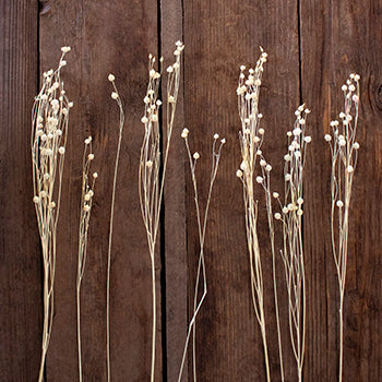 Dried linum flax bulk flowers