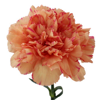 Lion King Peachy Red Carnations side stem