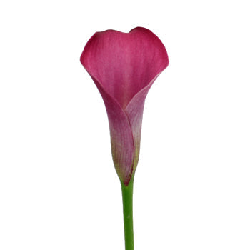 Dark Pink Calla Lily Flower