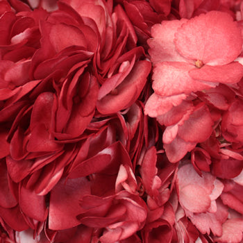 Lipstick Red Airbrushed Hydrangeas Up Close