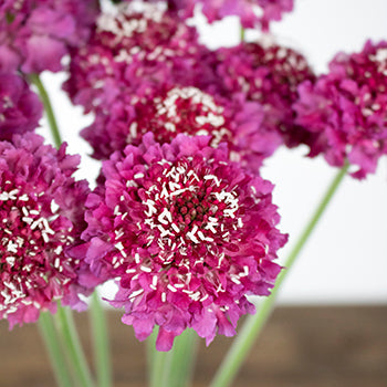 Rosy Cheeks Scabiosa Flower