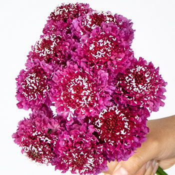 Rosy Cheeks Scabiosa Flower