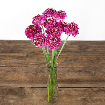Rosy Cheeks Scabiosa Flower