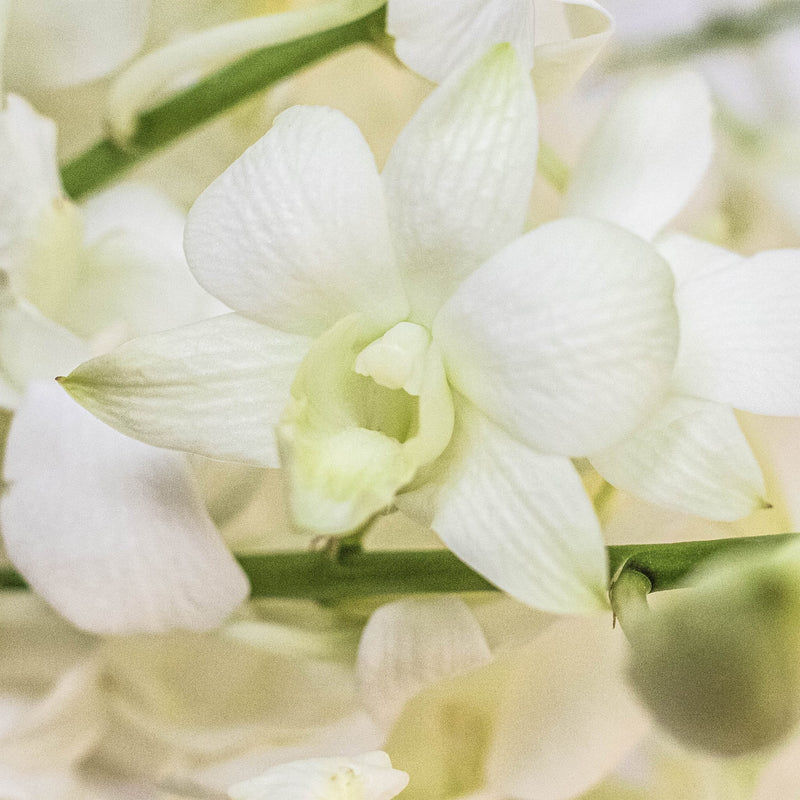 Orchids White Wholesale Flower Up Close