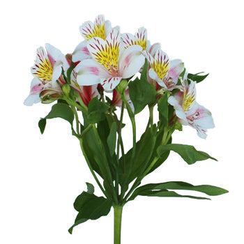 Look at that Alstroemeria Flower Stem View
