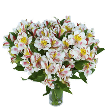 Look at that Alstroemeria Flower in a Vase