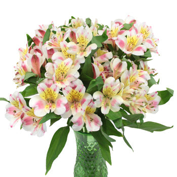 Look at that Alstroemeria Flower in a Vase