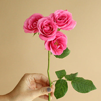 Lovely Lydia Hot Pink Rose Stem