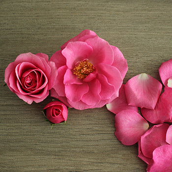 Lovely Lydia Hot Pink Spray Rose Side Stem View