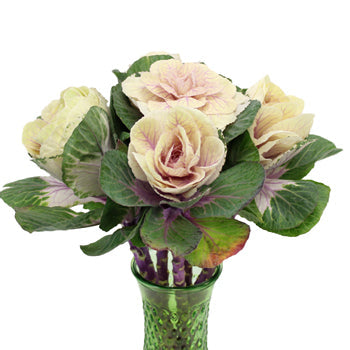 Ornamental Cream Kale Flower