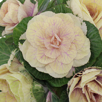 Ornamental Cream Kale Flower