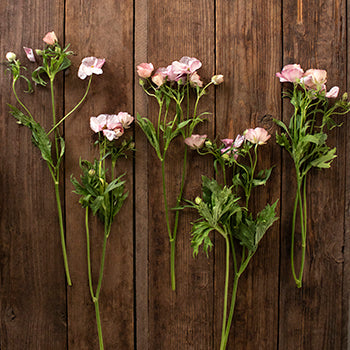 Lycia Violet Pink Butterfly Ranunculus Wholesale Flower FlatLay Idea