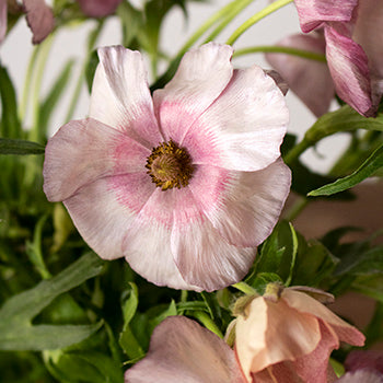 Lycia Violet Pink Butterfly Ranunculus Wholesale Flower Upclose