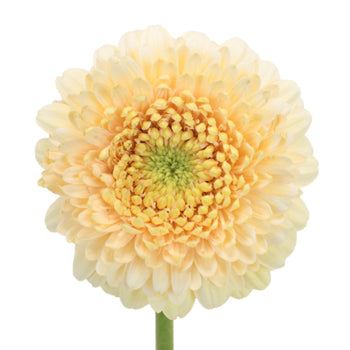 Honey Crisp Gerrondo Gerbera Daisy