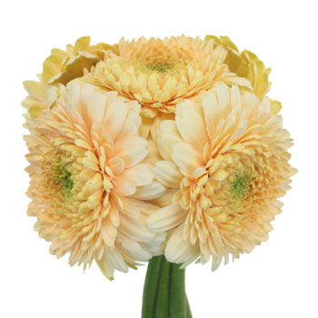 Honey Crisp Gerrondo Gerbera Daisy