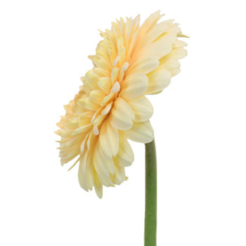 Honey Crisp Gerrondo Gerbera Daisy