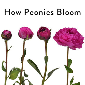 Bowl of Cream Peonies for June Delivery