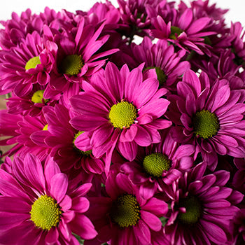 Magenta pinky purple daisy pom DIY wedding flowers