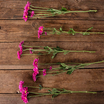 Magenta pinky purple daisy pom bulk flowers