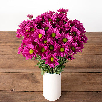 Magenta pinky purple daisy pom flowers for delivery
