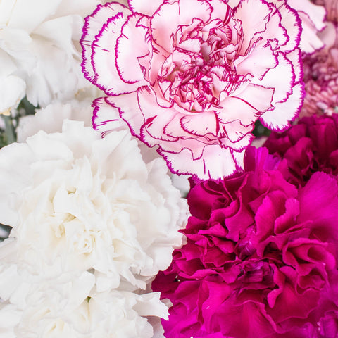 Magenta White Flower Kit Up Close