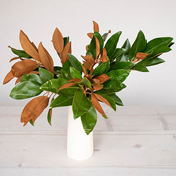 Magnolia Greenery