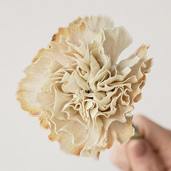 Maka Beige Carnations side stem