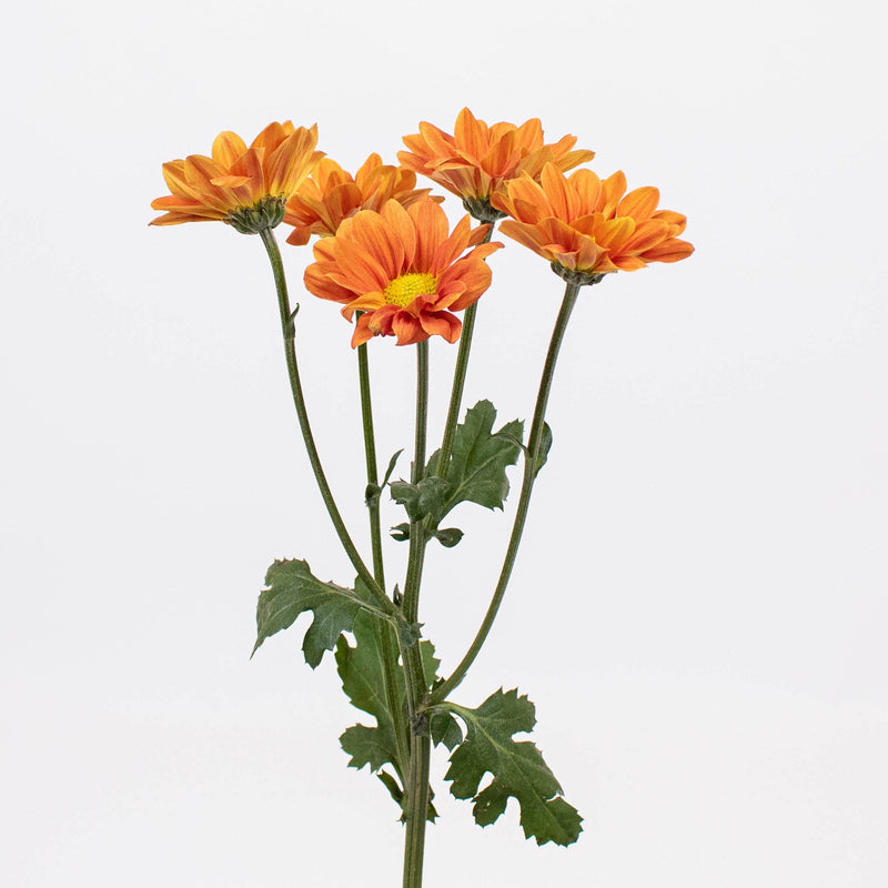 Bright Orange Daisy Flower Single Stem