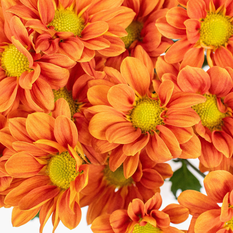Bright Orange Daisy Flower Up Close