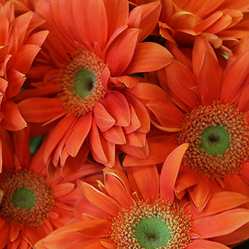 Gerbera Daisy Mandriana Orange Wholesale Flower Up close
