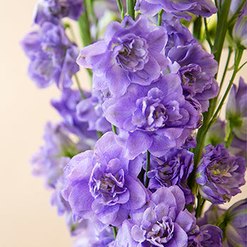 Delphinium Manuela Elatum Light Purple Wholesale Flower Up close