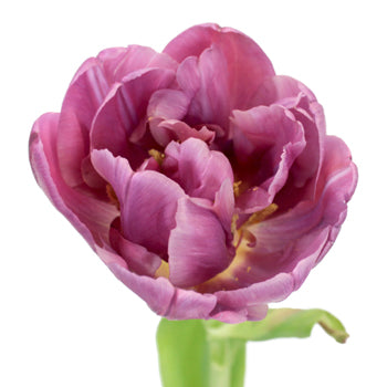 Margarita Plum Berry Double Tulip Wholesale Flower Up close