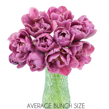 Margarita Plum Berry Double Tulip Wholesale Flower In a vase