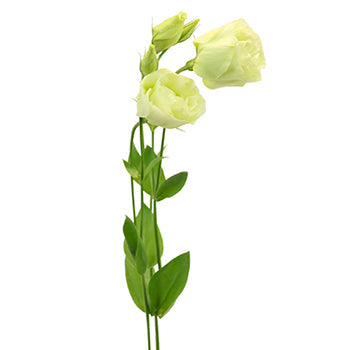 Green Lisianthus Bulk Wedding Flower