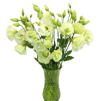 Green Lisianthus Bulk Wedding Flower