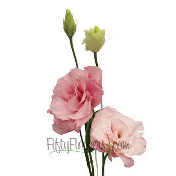Mariachi Light Pink Designer Lisianthus Wholesale Flower In a vase