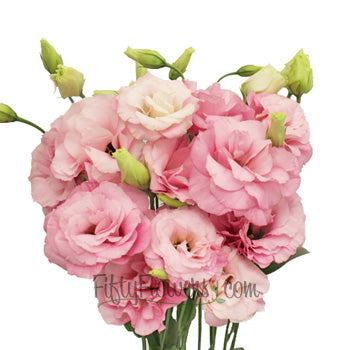 Mariachi Light Pink Designer Lisianthus Wholesale Flower Bloom