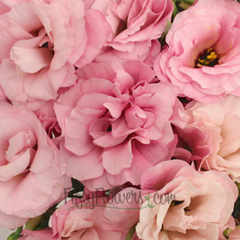 Mariachi Light Pink Designer Lisianthus Wholesale Flower Upclose
