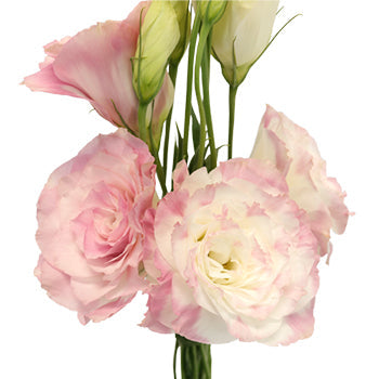 Kiss of Blush Designer Lisianthus Flower