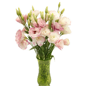 Kiss of Blush Designer Lisianthus Flower