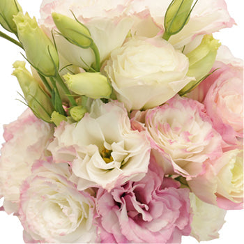 Kiss of Blush Designer Lisianthus Flower
